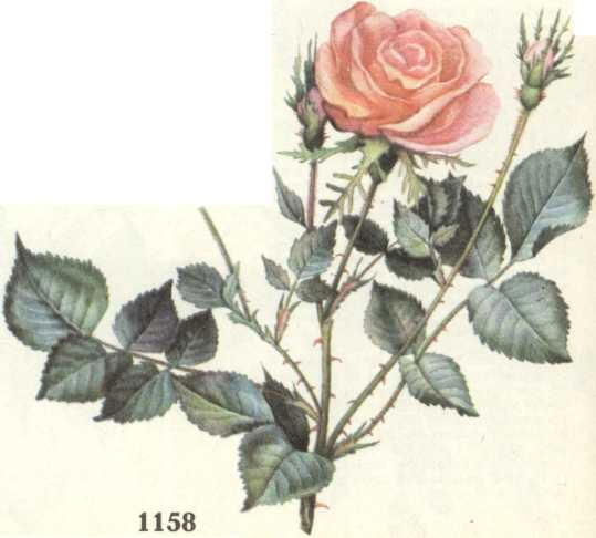 роза дамасская