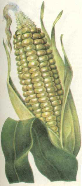 кукуруза обыкновенная