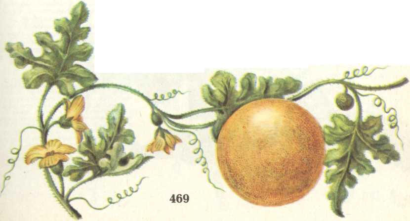 арбуз колоцйнт